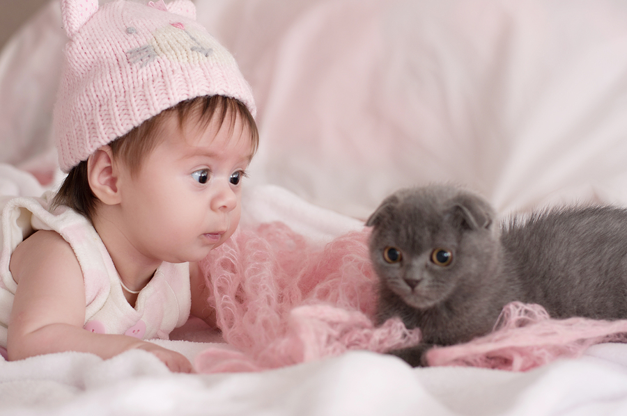 Babys Und Katzen Bekannt Machen