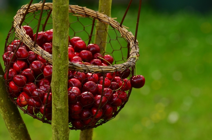 pixabay-cherries-1503974_1920