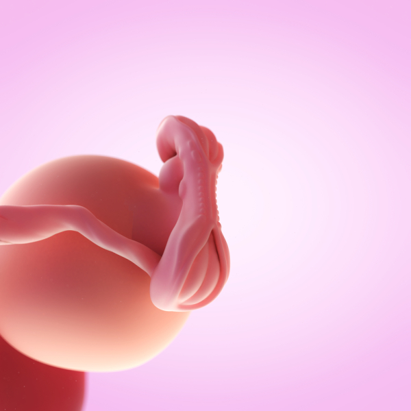 Embryo in der 5. Schwangerschaftswoche (© Shutterstock)