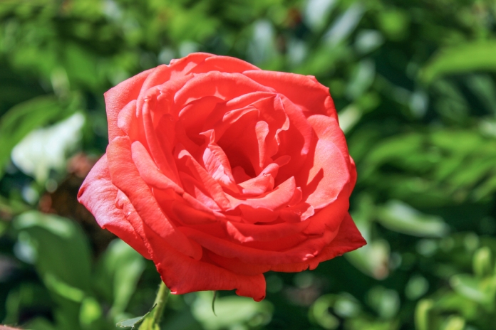 Frühling-rote-Rose 583853527 rote Rose