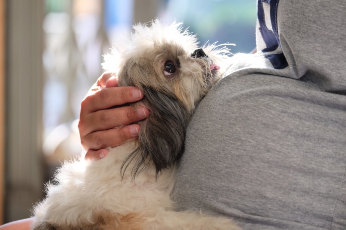 woche33_shutterstock_630894092 Tiere auf das neue Familienmitglied vorbereiten