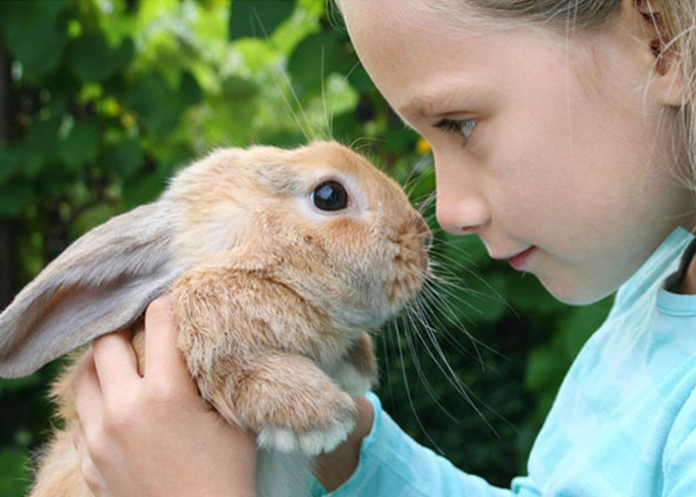 Haustier-Hase-shutterstock ID 86400940 Mädchen hält Hasen - Haustier