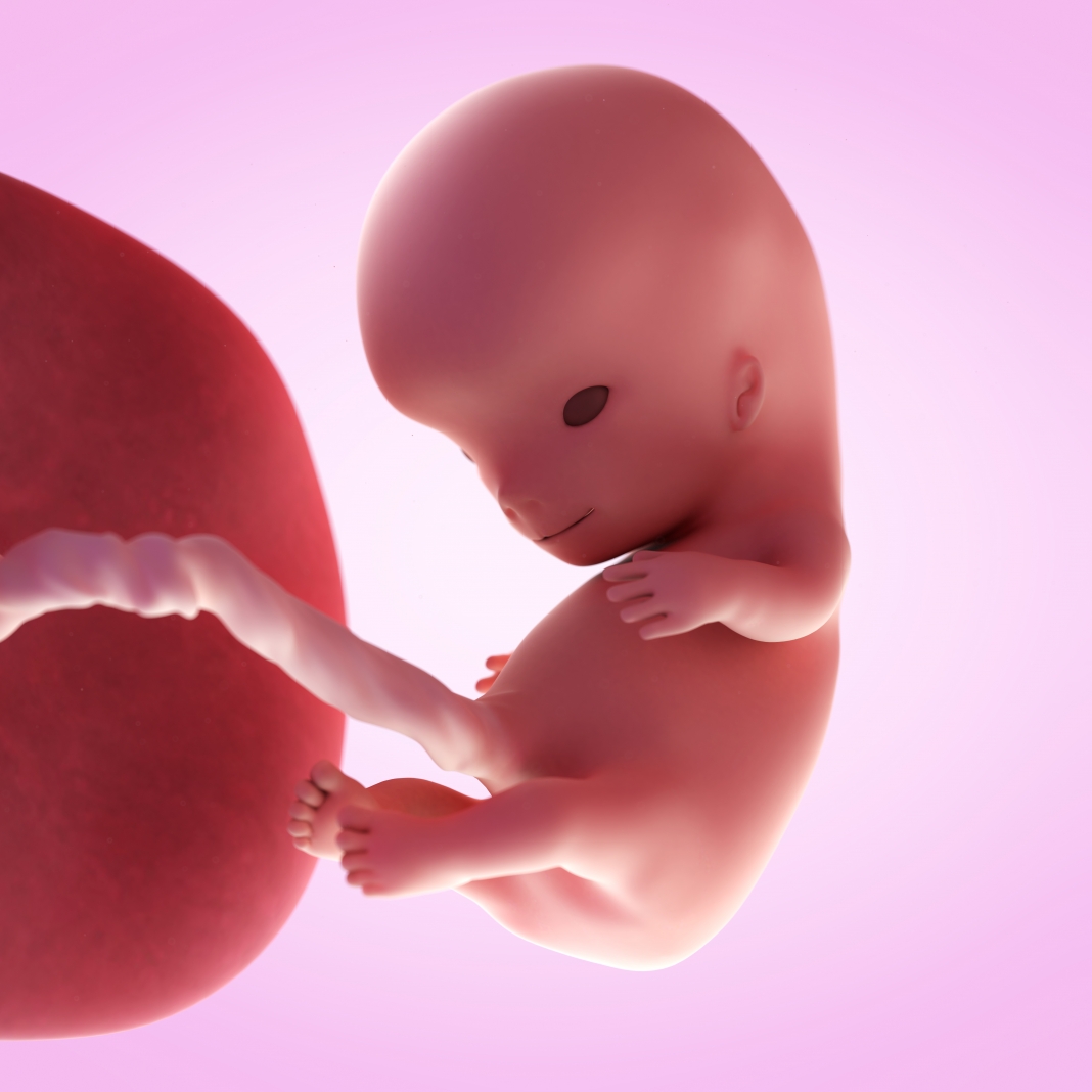 What Is The Baby Development At 10 Weeks