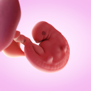 Embryo in der 6.Schwangerschaftswoche (© Shutterstock)