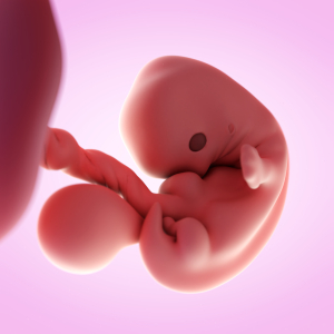 Embryo in der 7. Schwangerschaftswoche (© Shutterstock)