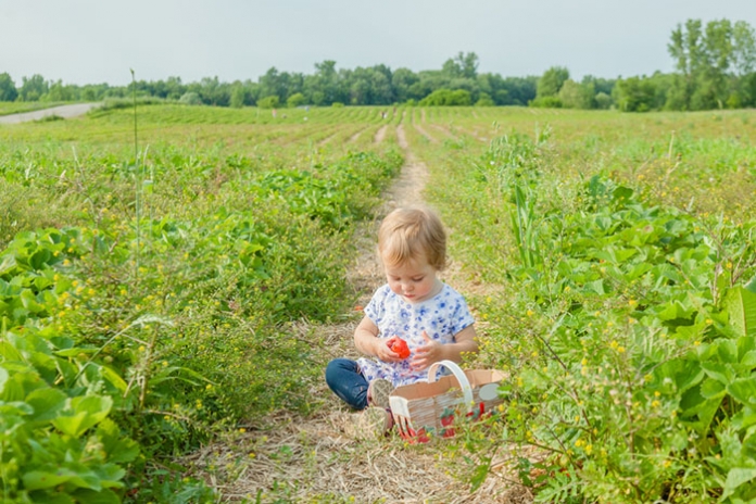 Baby_essen_Erdbeeren_Feld - shutterstock ID 415610350 Baby isst Erdbeeren im Feld