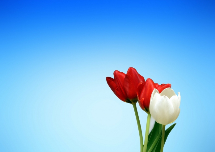 tulips-65036_1920 3 Tulpen