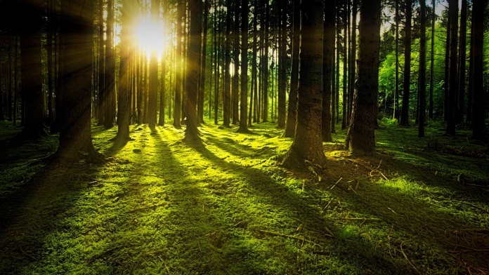 Wald - pixabay nature-3294681_1280 Die Sonne geht in einem Wald auf.